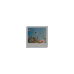 Polaroid 1