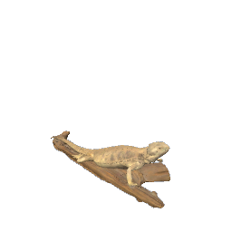 bearded dragon