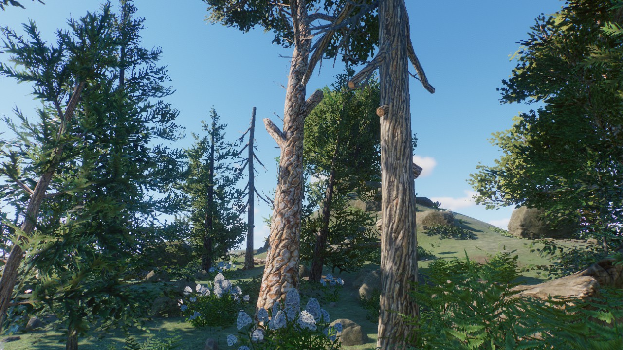 Forest Scenery 12