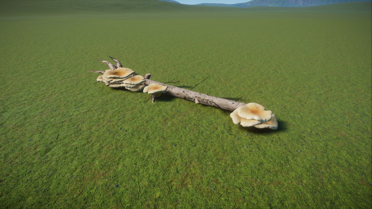 Dead Tree with Mushrooms