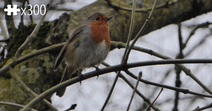 Winterrobin