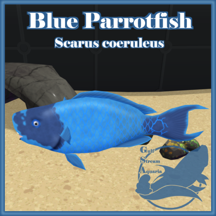 Gulf Stream Aquaria - Blue Parrotfish