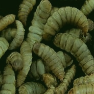 The Worms of Jane Prentiss