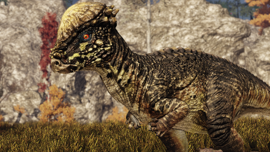 CALATHOCERCOS Pachy Mut (BabyFace) + Reckless Pachy Skin [Winter 2022]
