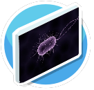 Virus