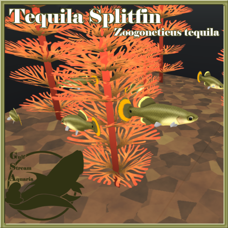 Gulf Stream Aquaria - Tequila Splitfin