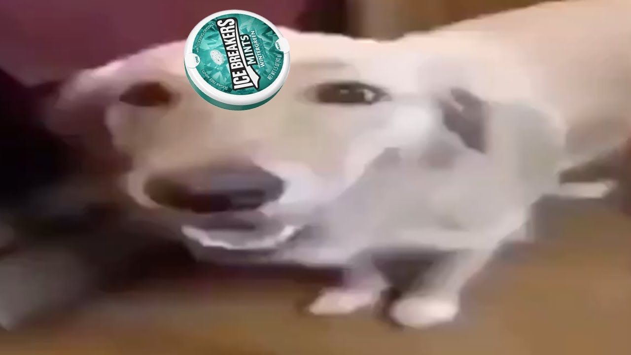 What Is the Dog Doing?