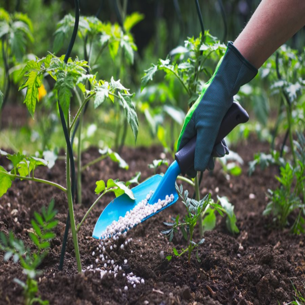 Plantations Can Use Fertilizers and Tools