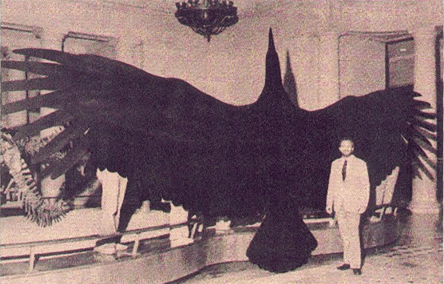 Clipped Wings