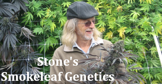 Smokeleaf Genetics: Gurgungo Grape