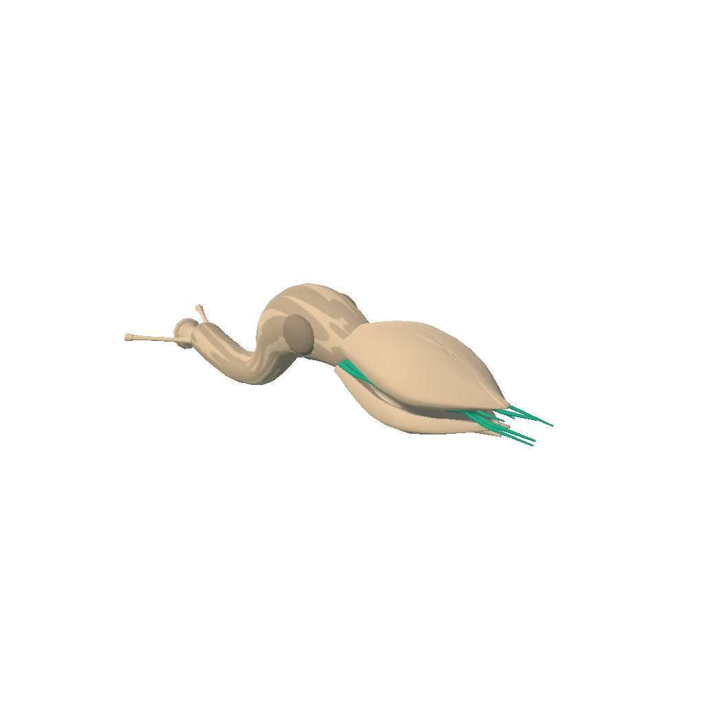 Fossil 7 (Sproutworm)