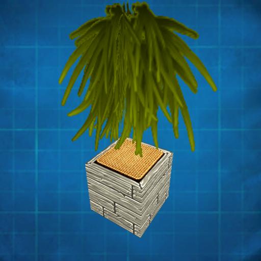 Plant in a planter