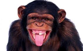 MONKE – tModLoader Mod