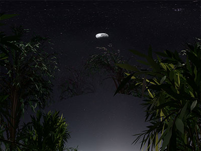 Night & Trees