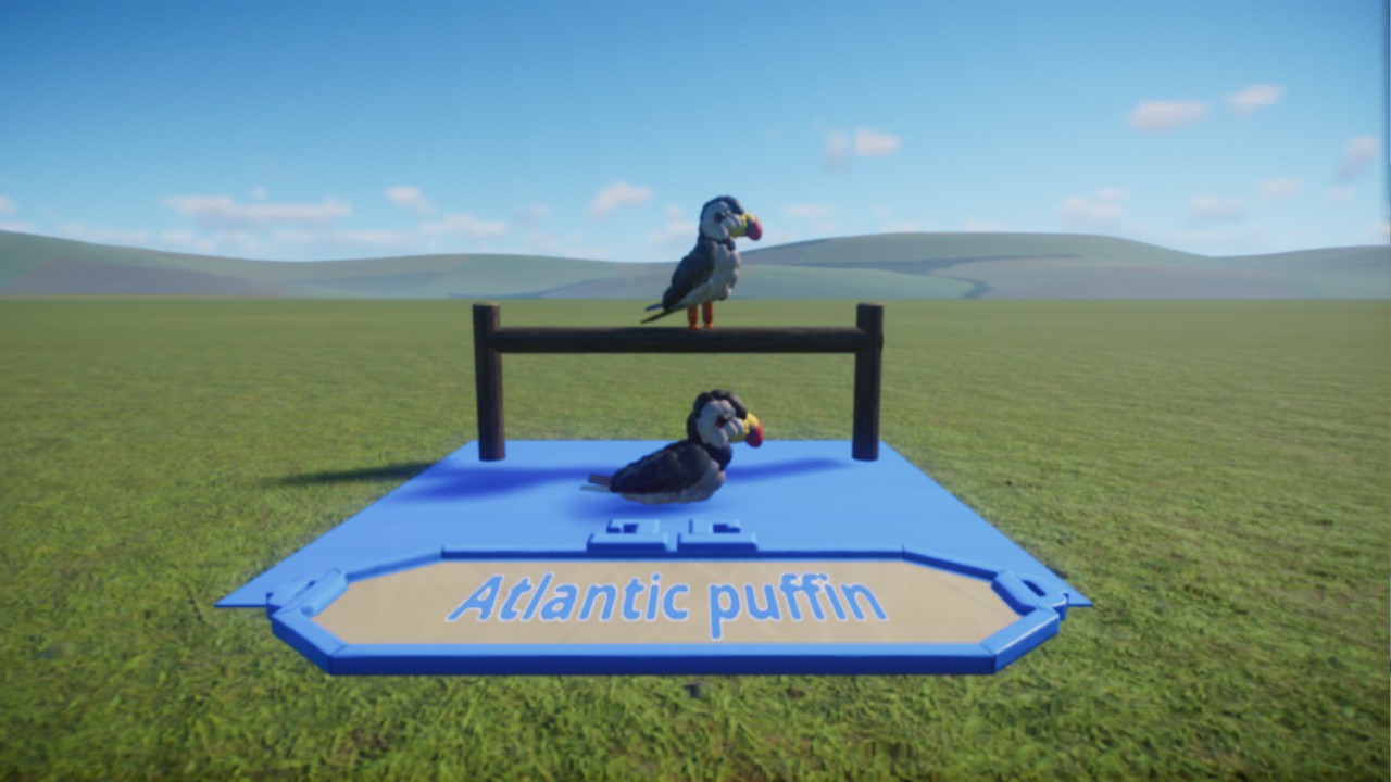 Dark's:Atlantic puffin