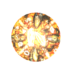Oyster Dish