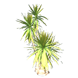 Palm Tree