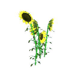 Sunflowers 60cm