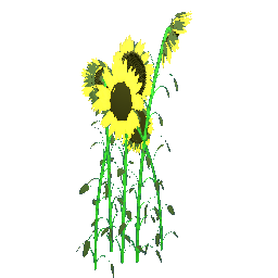 Sunflowers 1,80m