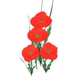 California Poppies