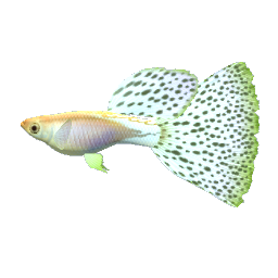 Japanese Guppy