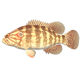 Oyanir