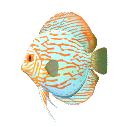 Turquoise Discus