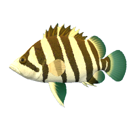 Siamese Tigerfish