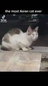 low quality Screaming cat meme kick sfx