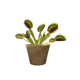 Venus Flytrap