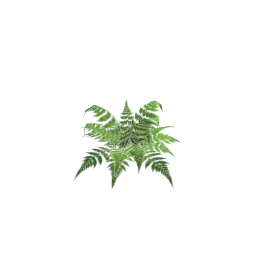 WfS Garden Plant 16