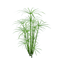 WfS Garden Plant 23