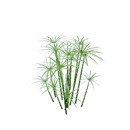 WfS Garden Plant 24