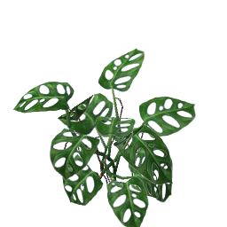 WfS Garden Plant 25
