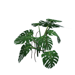 WfS Garden Plant 26