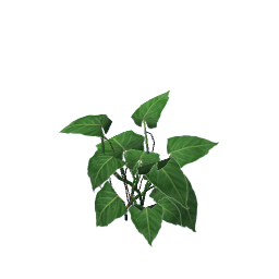 WfS Garden Plant 27