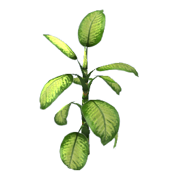 WfS Garden Plant 30