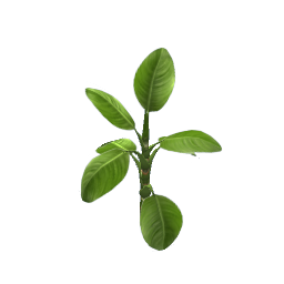 WfS Garden Plant 35