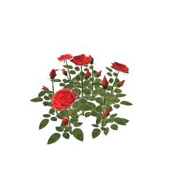 WfS Garden Roses 01