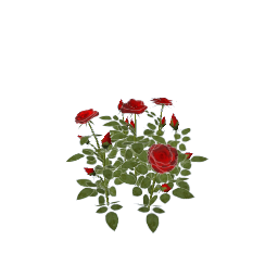 WfS Garden Roses 02