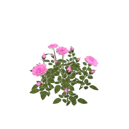 WfS Garden Roses 03