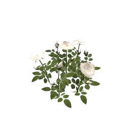 WfS Garden Roses 05