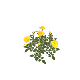 WfS Garden Roses 06