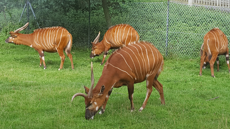 zoo