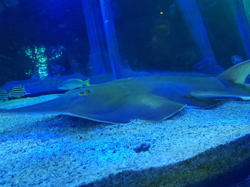Ray