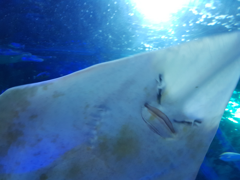 Ray2