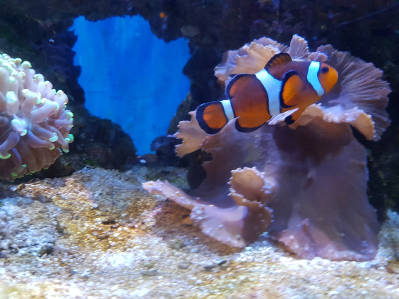 Clownfish