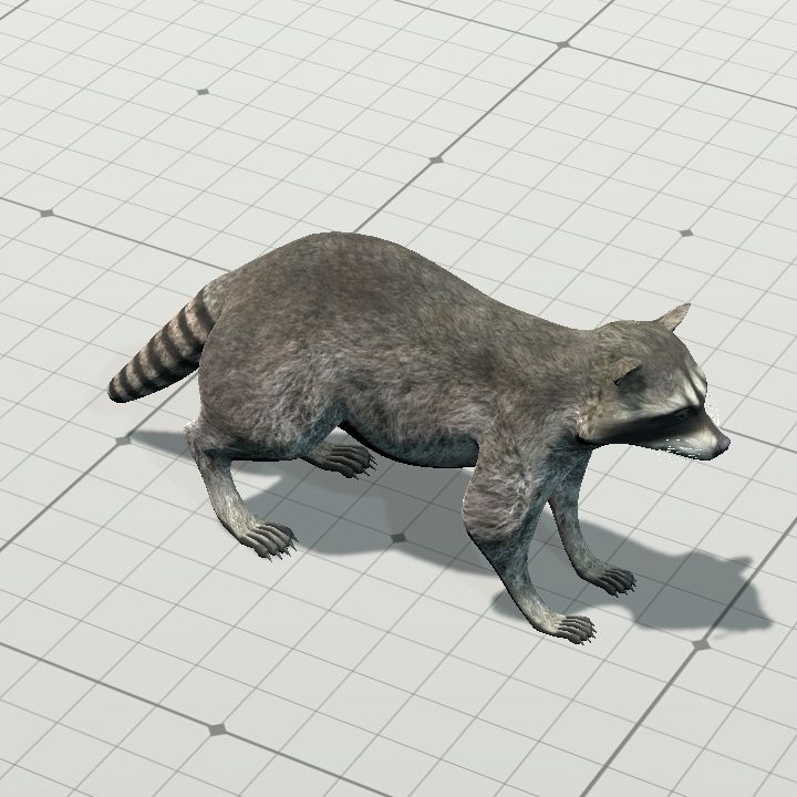 Racoon