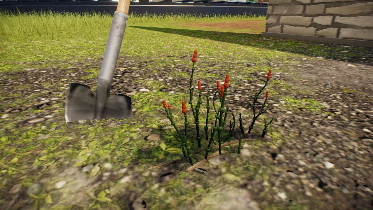 Devonian Plant