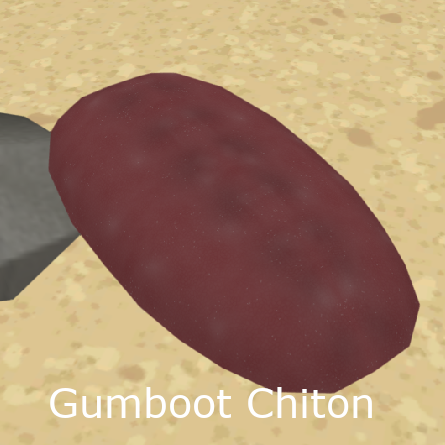Gumboot Chiton